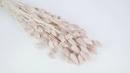 Lychee Dried Phalaris