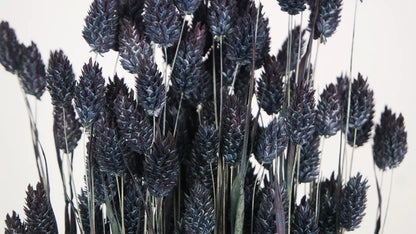 Midnight Blue Dried Phalaris