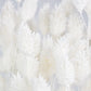Dried Phalaris White