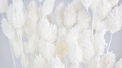Dried Phalaris White