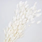 Dried Phalaris White