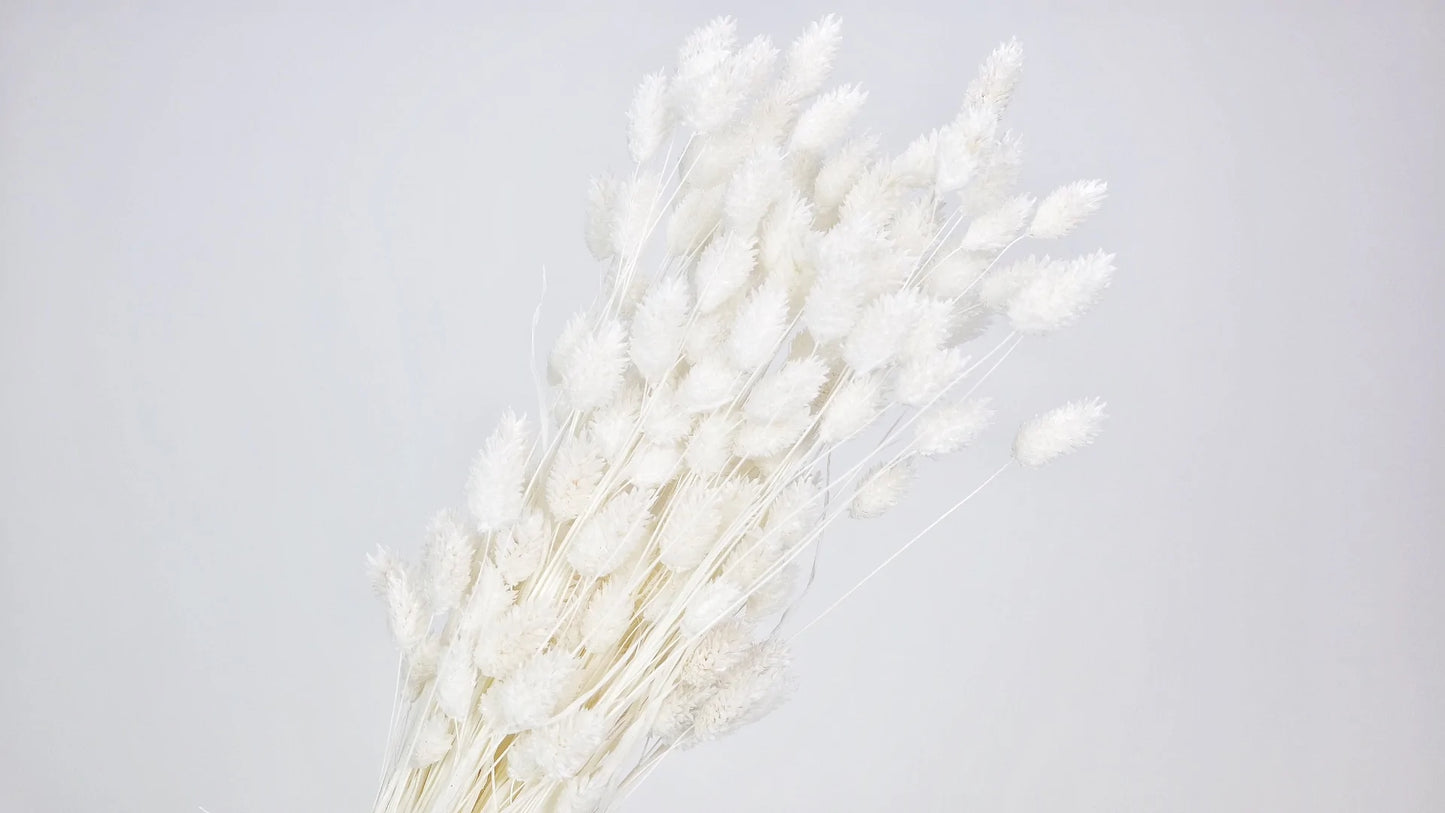Dried Phalaris White