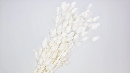 Dried Phalaris White