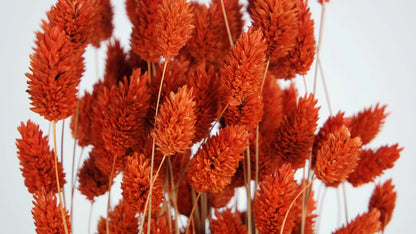 Amber Dried Phalaris
