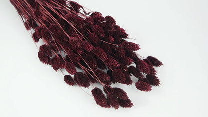 Dried Phalaris Berry