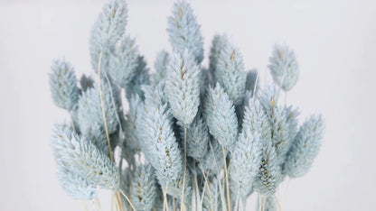 Gray Blue Dried Phalaris