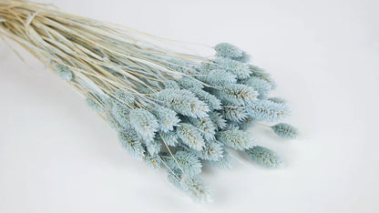 Gray Blue Dried Phalaris