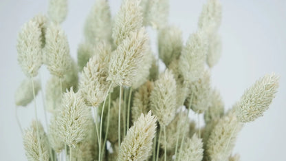 Natural color dried phalaris