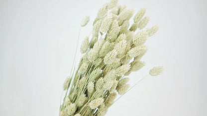 Natural color dried phalaris