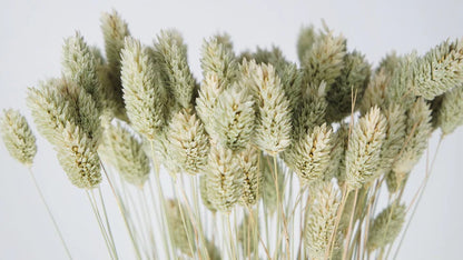 Dried canary grass natural color NL