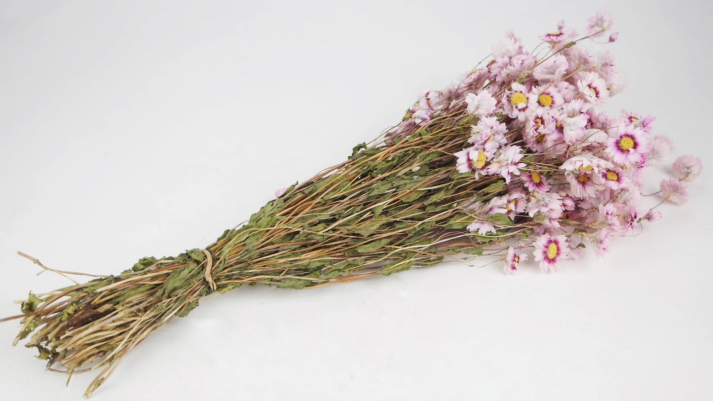 Rodanthe natural color pink and white