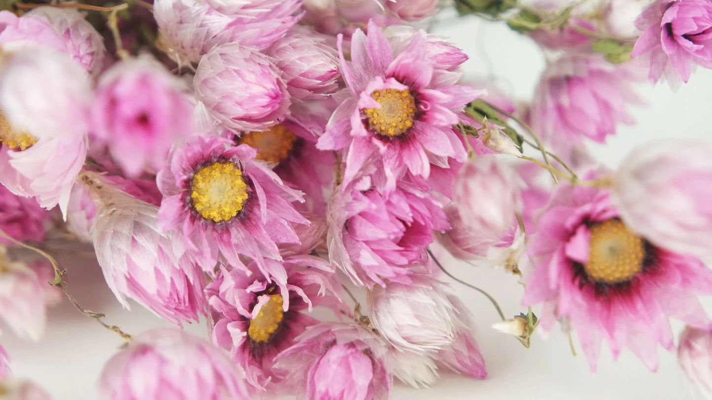 Rodanthe natural color pink and white