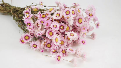 Rodanthe natural color pink and white