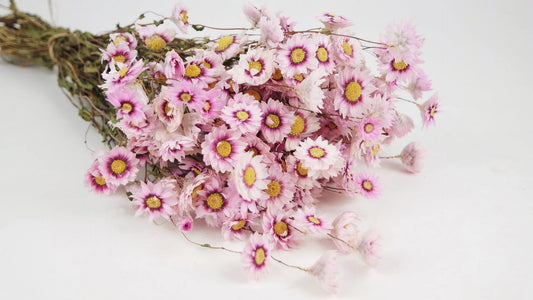 Rodanthe natural color pink and white