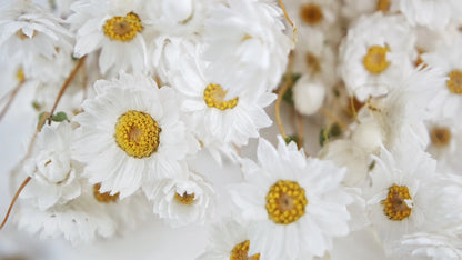 Rodanthe natural color white