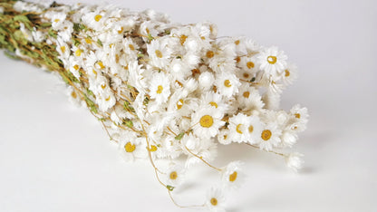 Rodanthe natural color white
