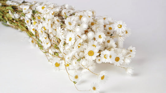 Rodanthe natural color white