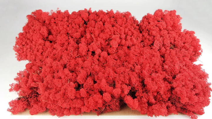 Lichen stabilisé Rouge 2,5 Kg PRO