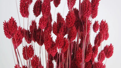 Red Dried Phalaris