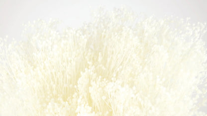 Broom Bloom stabilized Ivory