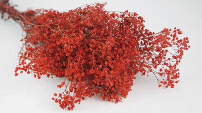 Pink stabilized gypsophila