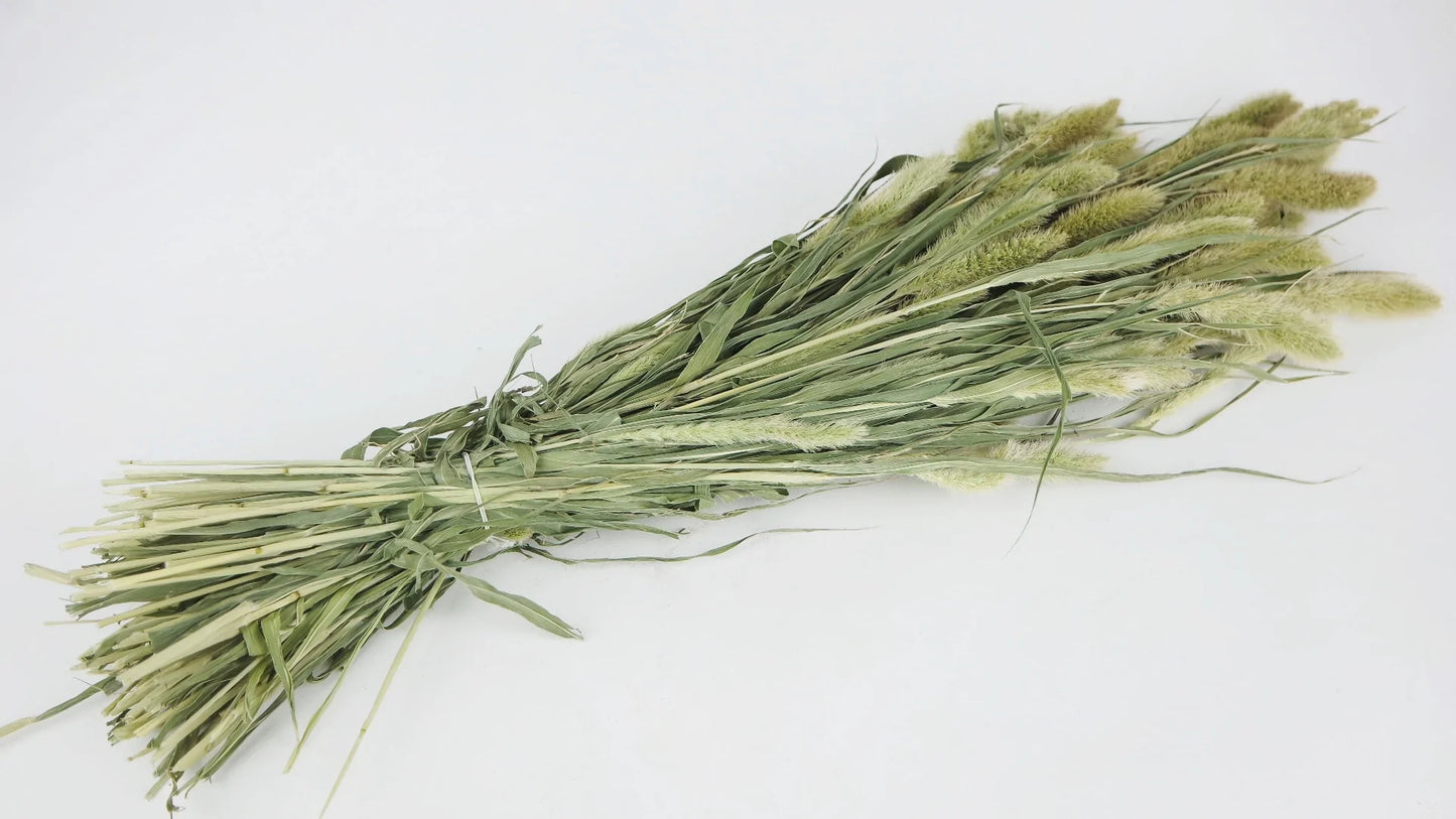 Setarea dried natural color