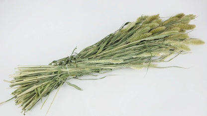 Setarea dried natural color