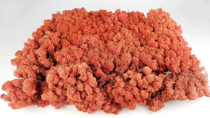 Lichen stabilisé Siana 2,5 Kg PRO