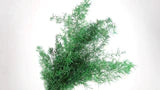 Stabilized leather fern - 10 stems - Grass green