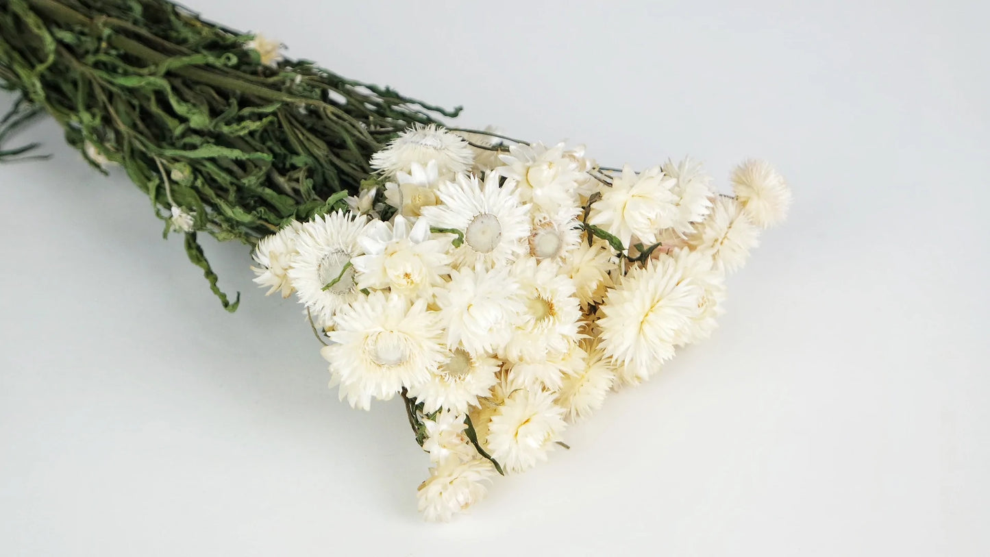 Dried everlasting flowers natural color Ivory