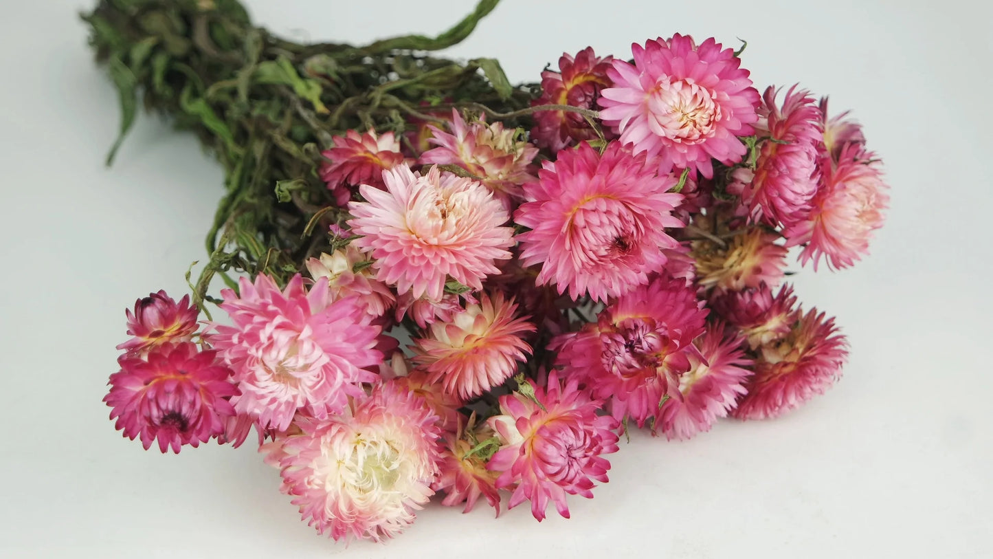Dried everlasting flowers natural color Rose