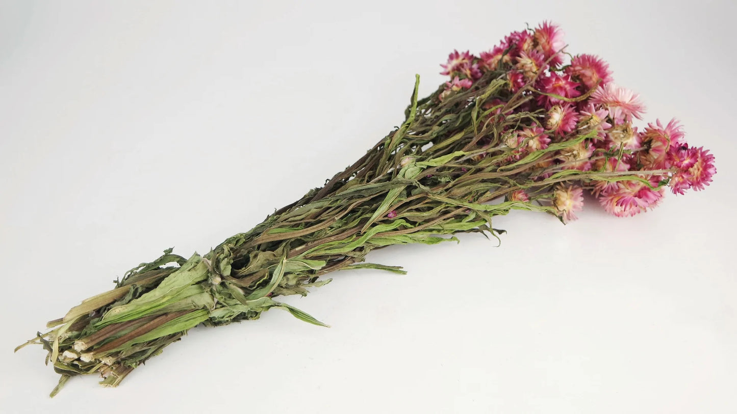 Dried everlasting flowers natural color Rose