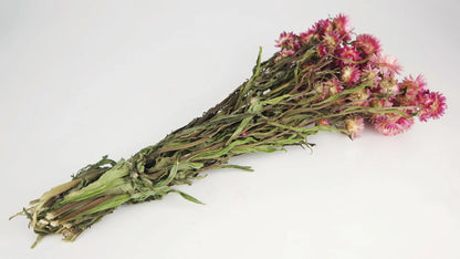 Dried everlasting flowers natural color Rose