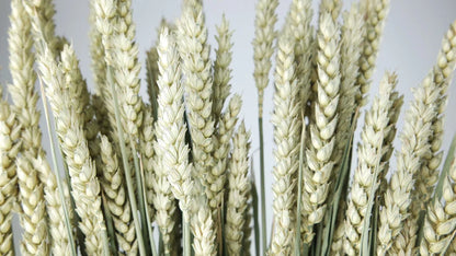 Natural color dried wheat