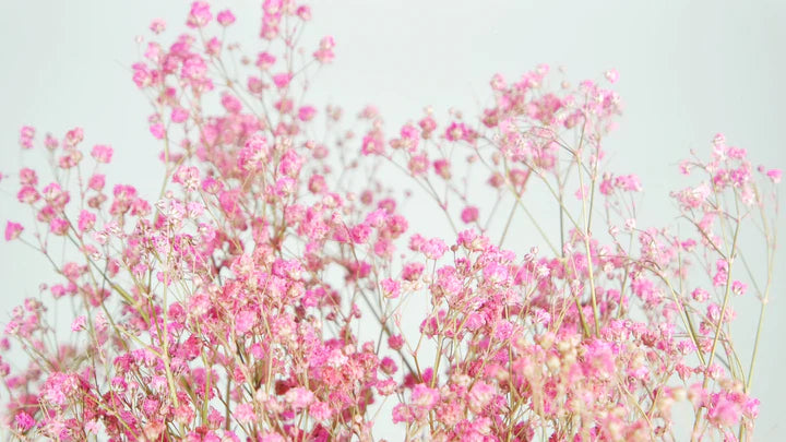 Pink stabilized gypsophila