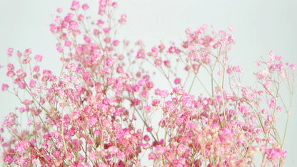 Pink stabilized gypsophila