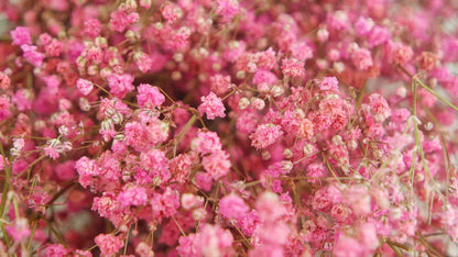 Pink stabilized gypsophila
